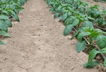 辣椒苗冬季如何防冻害，进入花期之后要降低湿度、增加光照