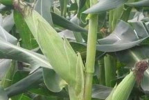 冠粒601玉米栽培技术要点，适宜播种期4月下旬至5月上旬