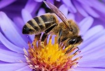 东方蜜蜂，全世界一共有9种