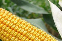 蠡玉156玉米栽培技术要点，在中等以上肥力地块种植