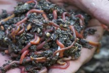 如何收集蚯蚓肥料，需要将湿度保持在70-75%