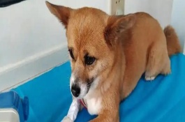 如何预防狗狗感冒，通常不会传染给狗。