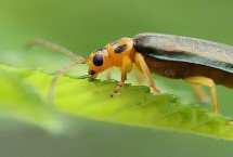 萤火虫为何会发光，成虫喜欢吃花粉