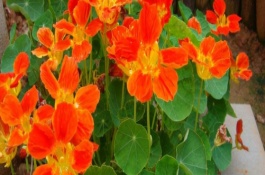 旱金莲叶子发黄干枯如何处理，每次浇水要浇透