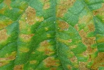 黄瓜红粉病的流行规律，要注意合理密植