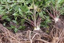 当归根腐病的症状，主要危害植株的根茎