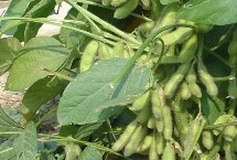 中黄318大豆栽培技术要点，中抗灰斑病