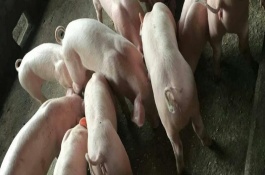 怎么挑选猪苗，各地的售价有很大区别