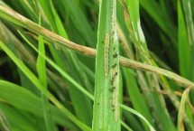 稻纵卷叶螟发生规律，7月上中旬至8月中旬进行