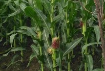 登海2077玉米栽培技术要点，中抗穗腐病