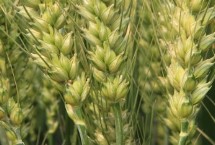 紫麦8555小麦栽培技术要点，小穗密度中