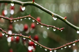 雨水节气的习俗，可大棚培育各类蔬菜