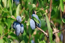 蓝靛果如何保存，常温条件下可以保存2-3天