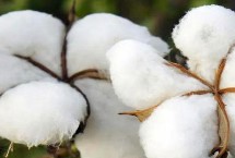 冀丰103棉花栽培技术要点，2014年高抗枯萎病