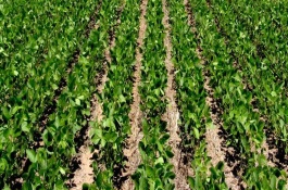 合丰52号大豆栽培技术要点，中抗大豆灰斑病