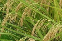 朝优华占水稻栽培技术要点，籼型三系杂交晚稻迟熟品种