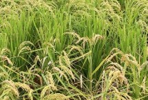 色香优7号水稻栽培技术要点，桂南晚稻7月10日前播种