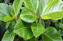 高山榕简介，老桩在9-10月份种植为佳