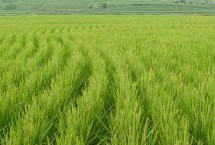 徽粳866水稻栽培技术要点，中粳常规水稻品种