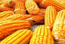 周玉2玉米栽培技术要点，中抗茎腐病