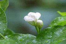 茉莉花适合什么土壤生长，可以从5月持续到8月