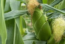 鼎禾998玉米栽培技术要点，适宜在肥力中上等的地块种植