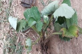 预防青枯死苗的栽培措施，高温高湿时易发病