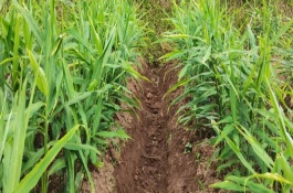 生姜常见的施肥误区，除基肥外通常要进行三次追肥