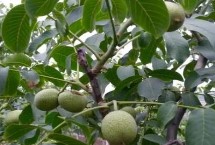 核桃树几年才能结果，幼龄树要注意防寒