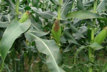 昭黄10号玉米栽培技术要点，高抗大斑病