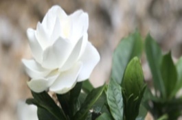 栀子花夏季的养殖方法，适合轻剪、剪除密枝可以提高通透性