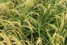 广8优龙丝苗水稻栽培技术要点，每亩栽插5万穴左右