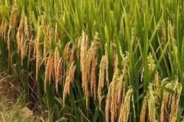 早籼18水稻栽培技术要点，比对照品种竹青迟熟1天