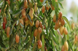 枣树几年可以结枣，一般分为春栽和秋栽