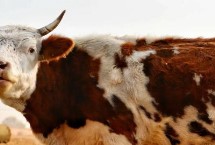 最值钱的牛品种介绍，特点各不相同