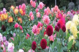 大丽花的开放时间，花期6-12月份