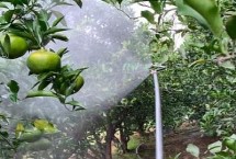 苹果树缺钙的症状有哪些，分别在落花后、膨大期、采摘前追施