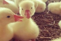 养小鹅的注意事项，15日龄就不需要开灯了