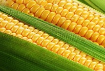 鹏玉32玉米栽培技术要点，该品种幼苗期第一叶鞘紫色