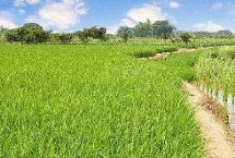 华内优086水稻栽培技术要点，全生育期141.8天