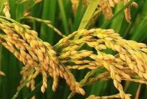 武香糯7368水稻栽培技术要点，每亩1.8万穴