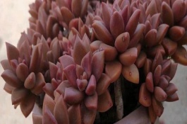 姬胧月有没有毒，可能是由于浇水过少导致的