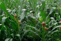 现代465玉米栽培技术要点，密度4500株/亩左右