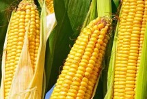 隆黄1902玉米栽培技术要点，3月底至4月底播种