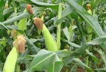 渭科12玉米栽培技术要点，注意防治病虫害