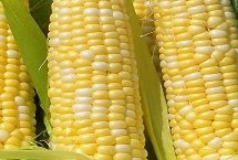 元玉99玉米栽培技术要点，密度3500—4000株/亩