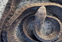 饲养管理，蛇园应经常打扫