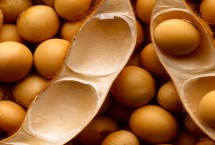 淮豆16大豆栽培技术要点，一般6月中旬至7月上旬播种