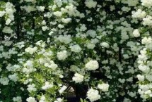 木香花的养殖注意事项，选择沙质土壤种植为佳