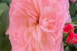 蔷薇花的花期，花期在每年的5-9月